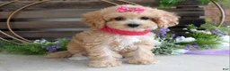 Maltipoo dogs for sale: Everly - Ad 9