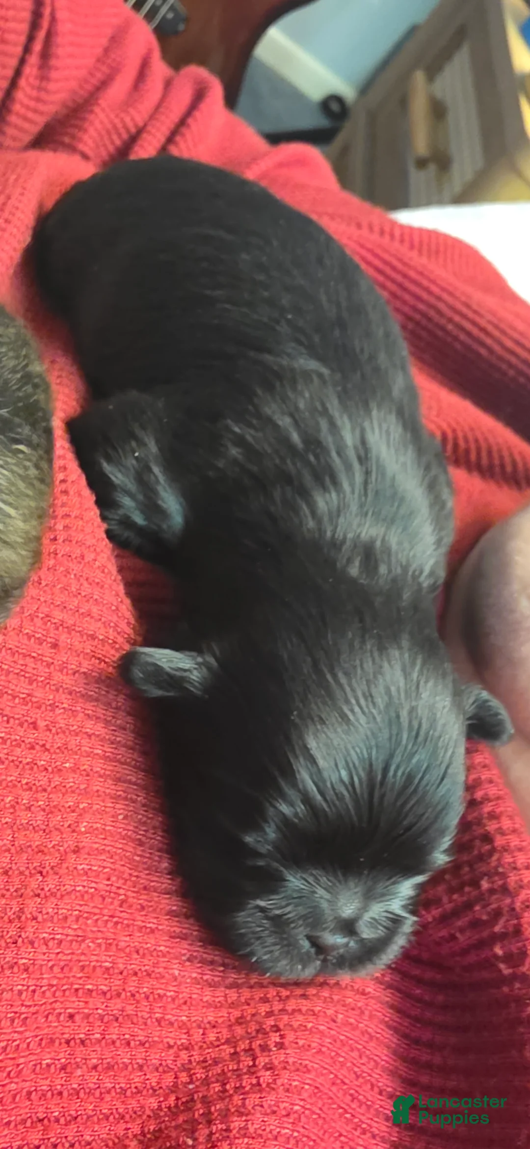 Malshi dogs for sale: Kole - Ad 3