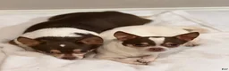Chihuahua dogs for sale: Peanut  - Ad 1