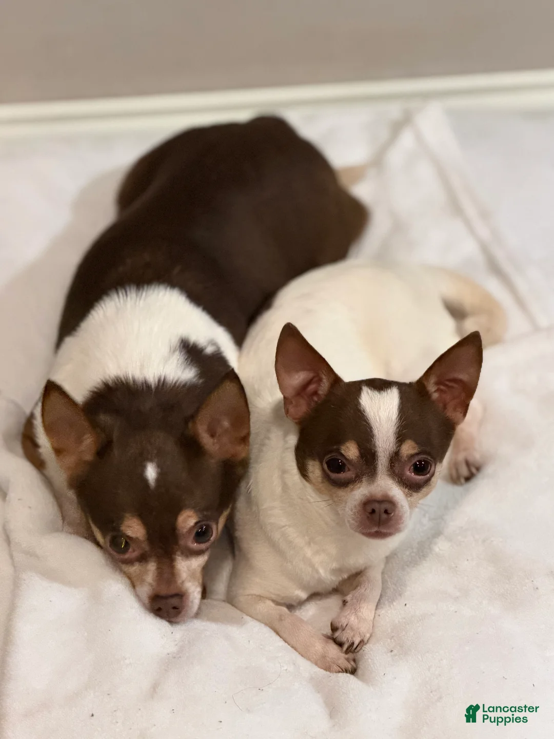 Chihuahua dogs for sale: Peanut  - Ad 1