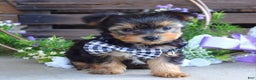 Yorkshire Terrier dogs for sale: Coby - Ad 3