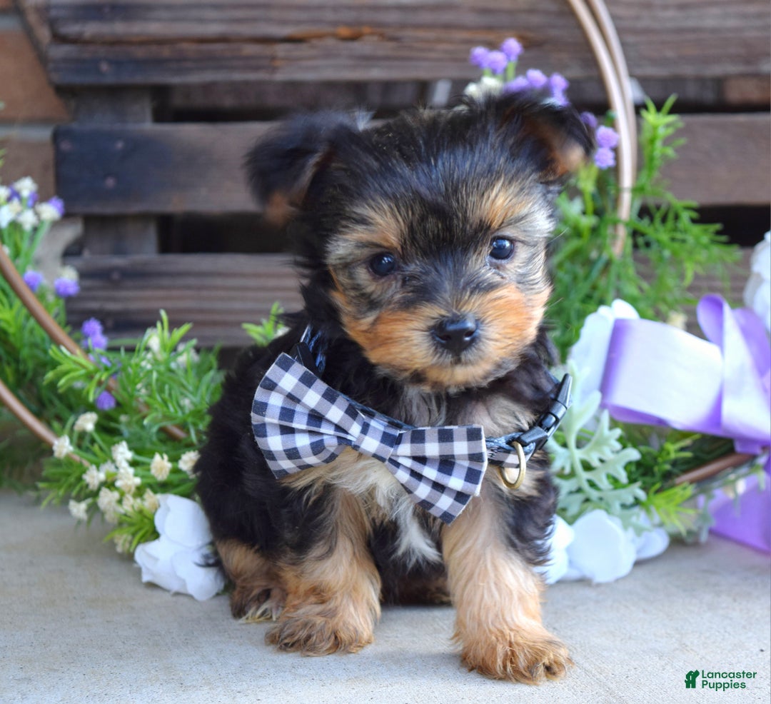 Yorkshire Terrier dogs for sale: Coby - Ad 3