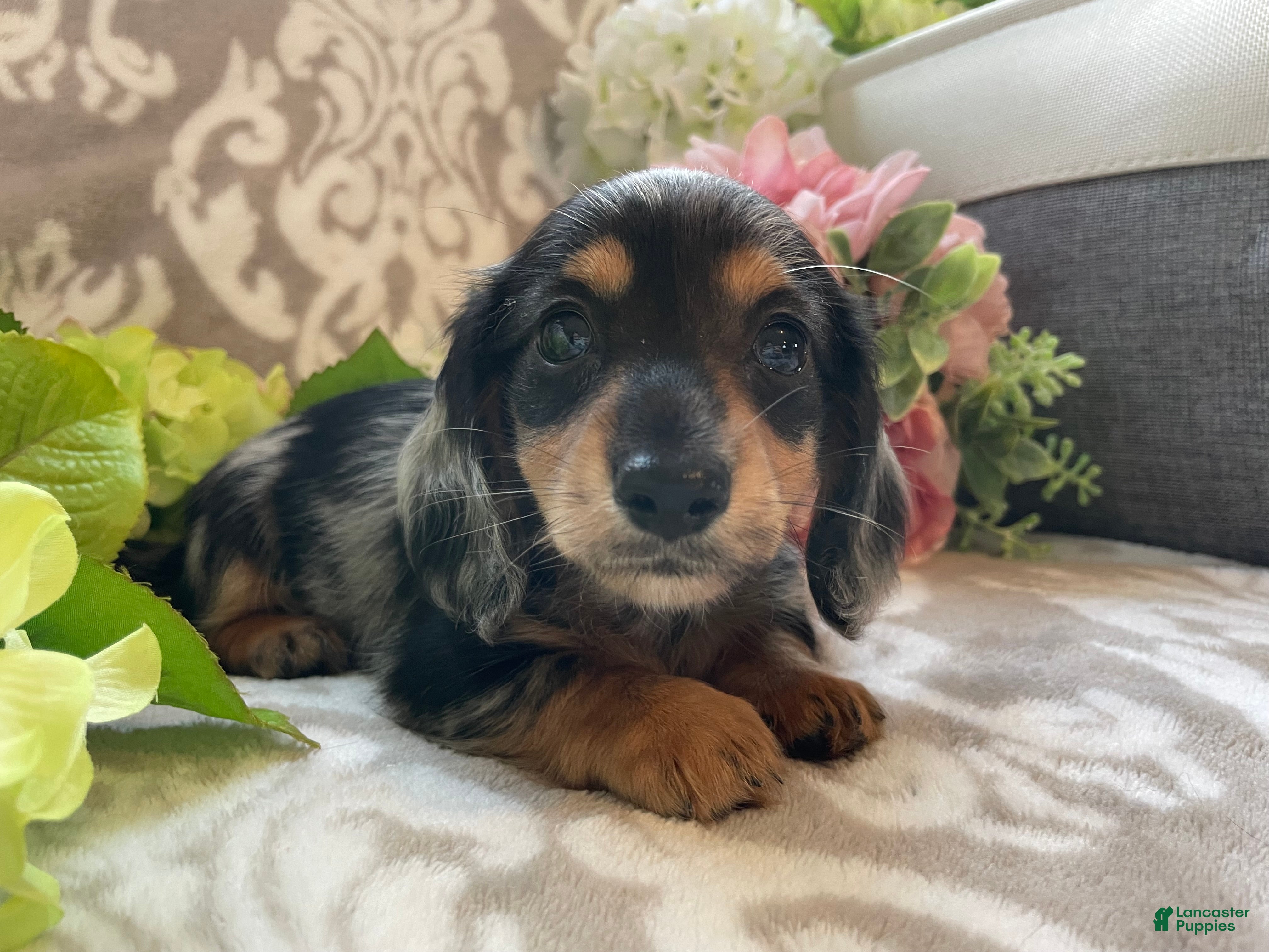 Miniature Dachshund dogs Sheila - Ad 1