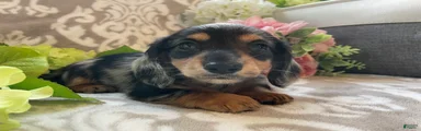 Sheila