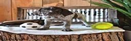 German Shorthaired Pointer dogs for sale: Britney - Ad 1