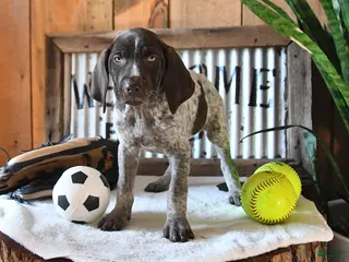 German Shorthaired Pointer dogs for sale: Britney - Ad 2