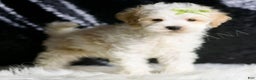 Maltipoo dogs for sale: ASH - Ad 3