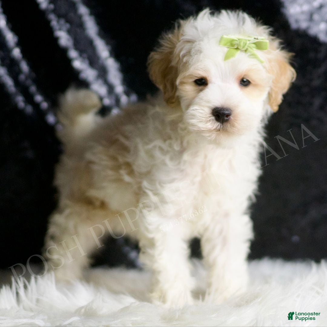 Maltipoo dogs for sale: ASH - Ad 3