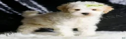Maltipoo dogs for sale: ASH - Ad 3