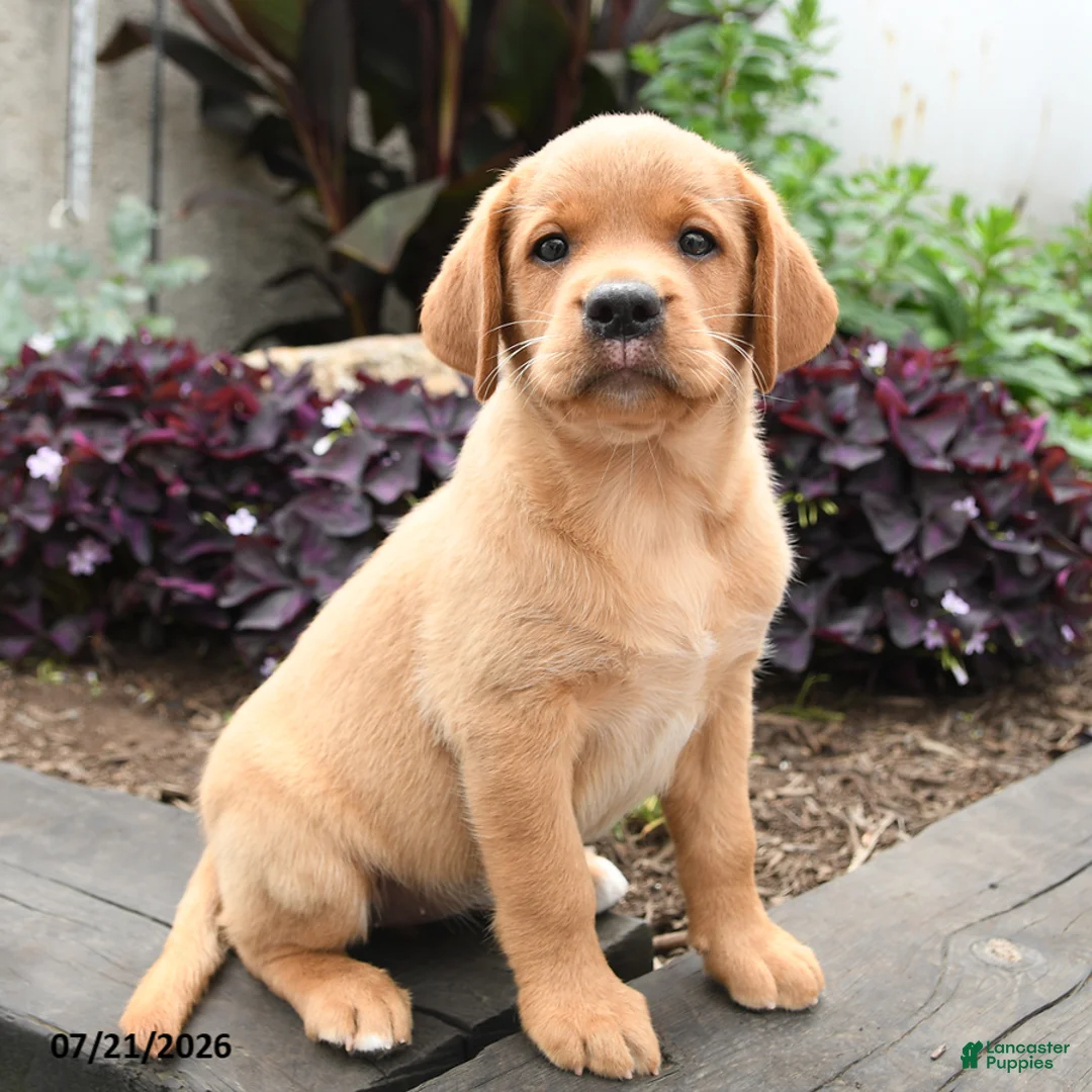 Labrador Retriever dogs for sale: Robin - Ad 5
