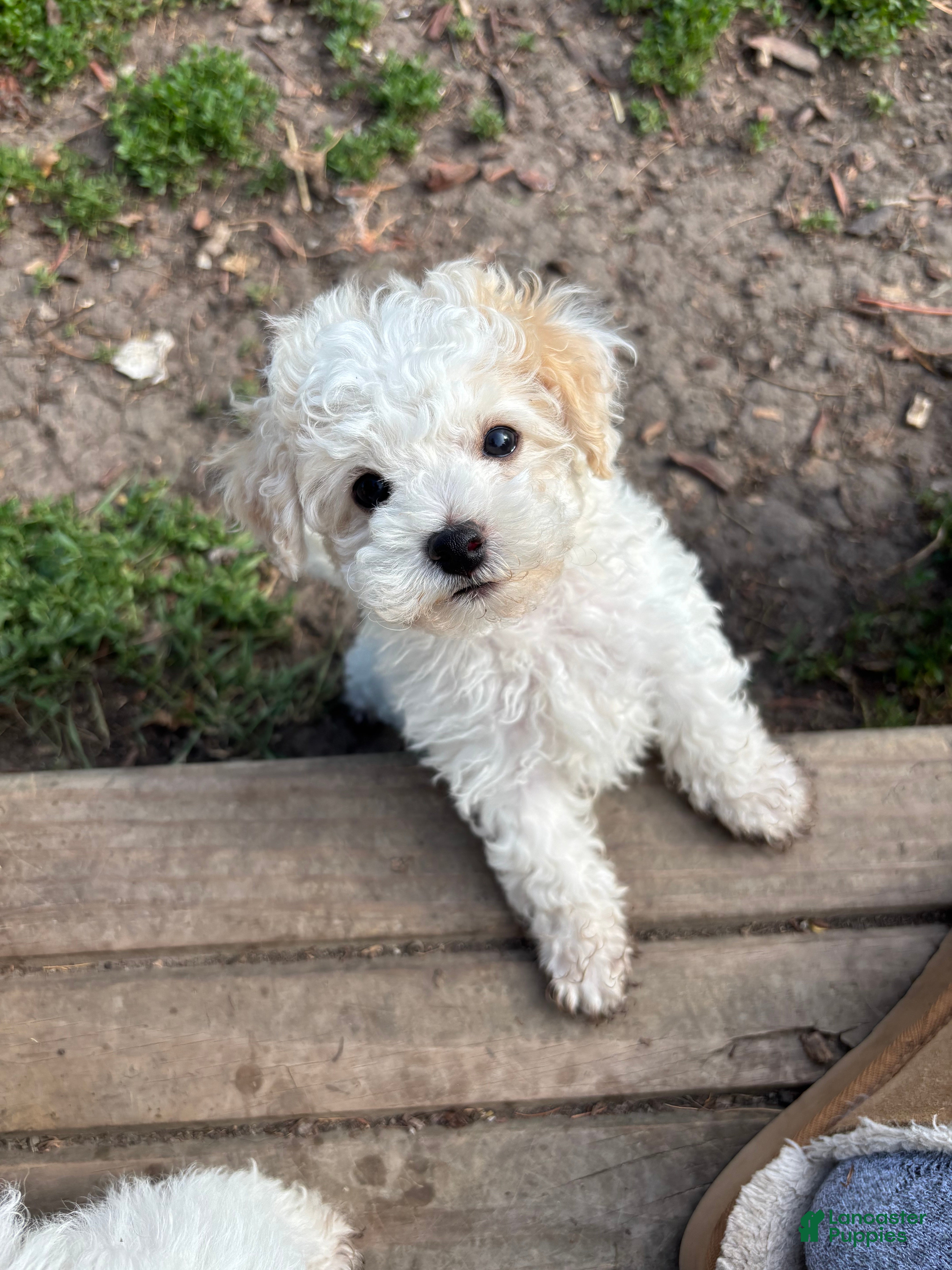 Bichpoo dogs Forest - Ad 1