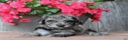 Standard Poodle dogs for sale: Ash AKC Standard Poodle - Ad 15