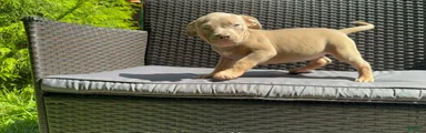 American Bully 8