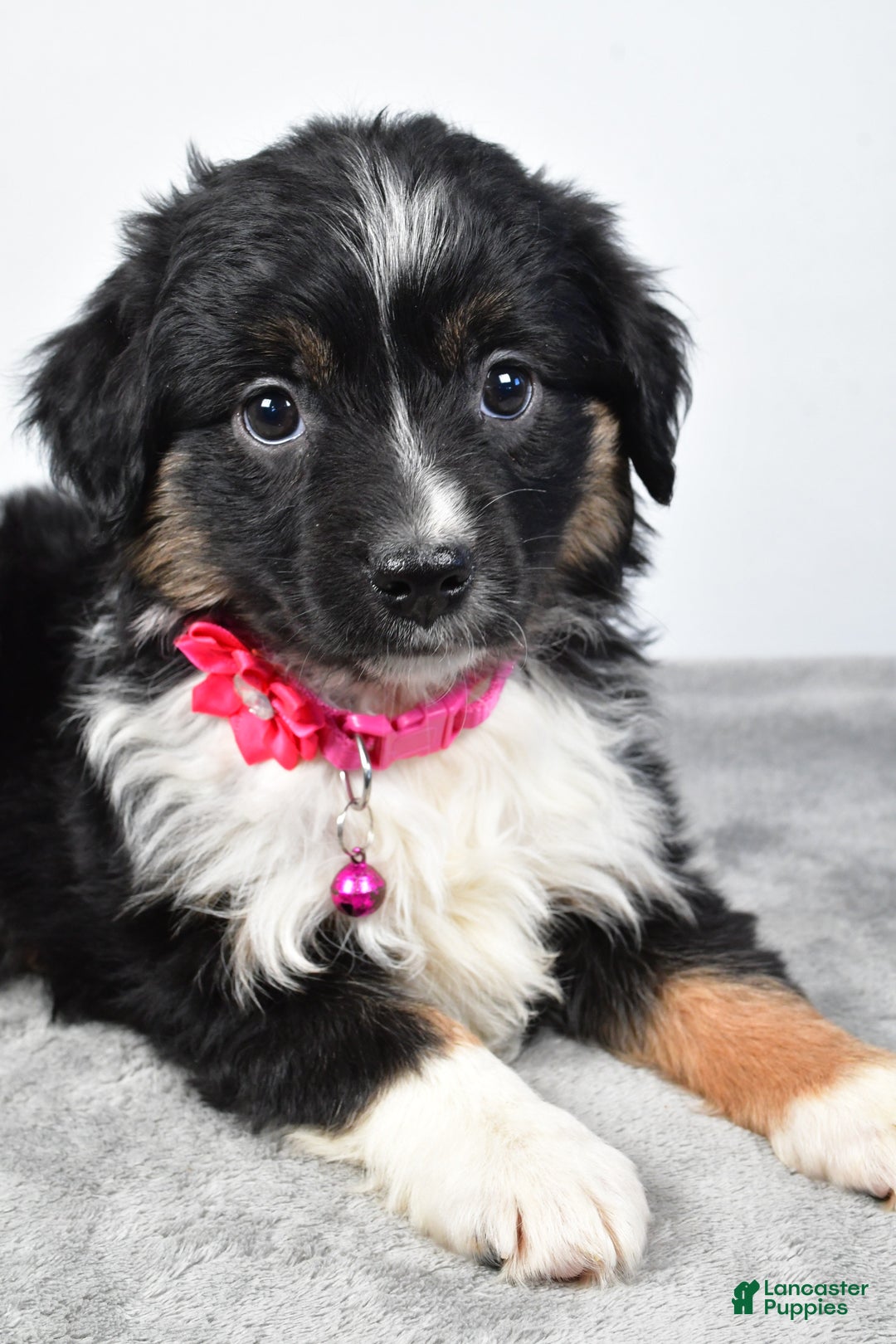 Miniature Australian Shepherd dogs for sale: Willow - Ad 9