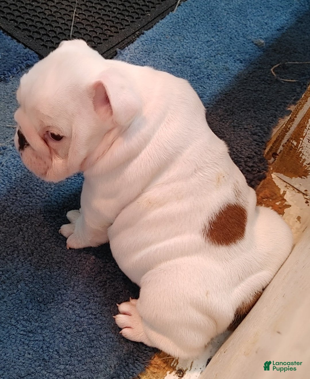 English Bulldog dogs for sale: Gabe - Ad 2