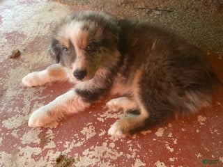 Australian Shepherd dogs Australian Shepherd 2 - Ad 2