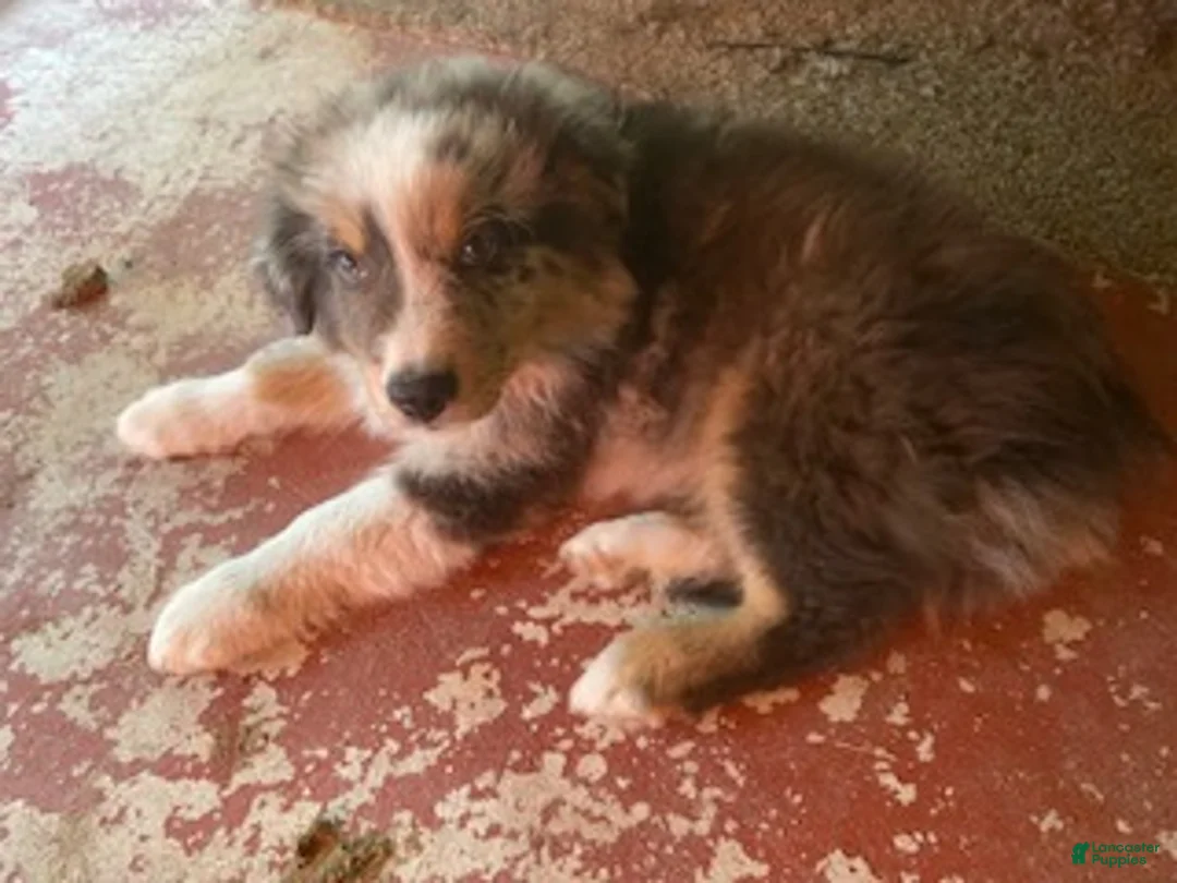 Australian Shepherd dogs for sale: Australian Shepherd 2 - Ad 2