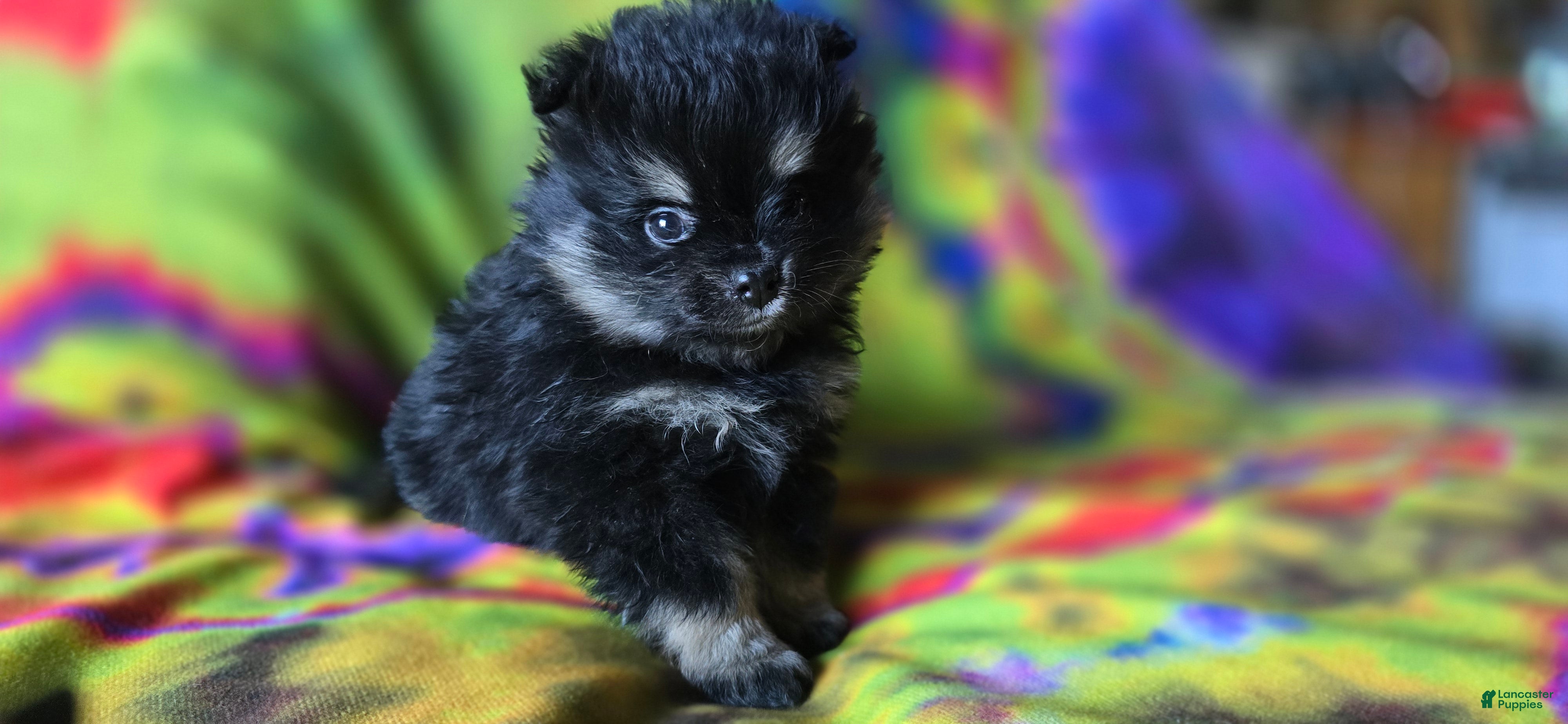 Pomeranian dogs Marilyn Teacup - Ad 2