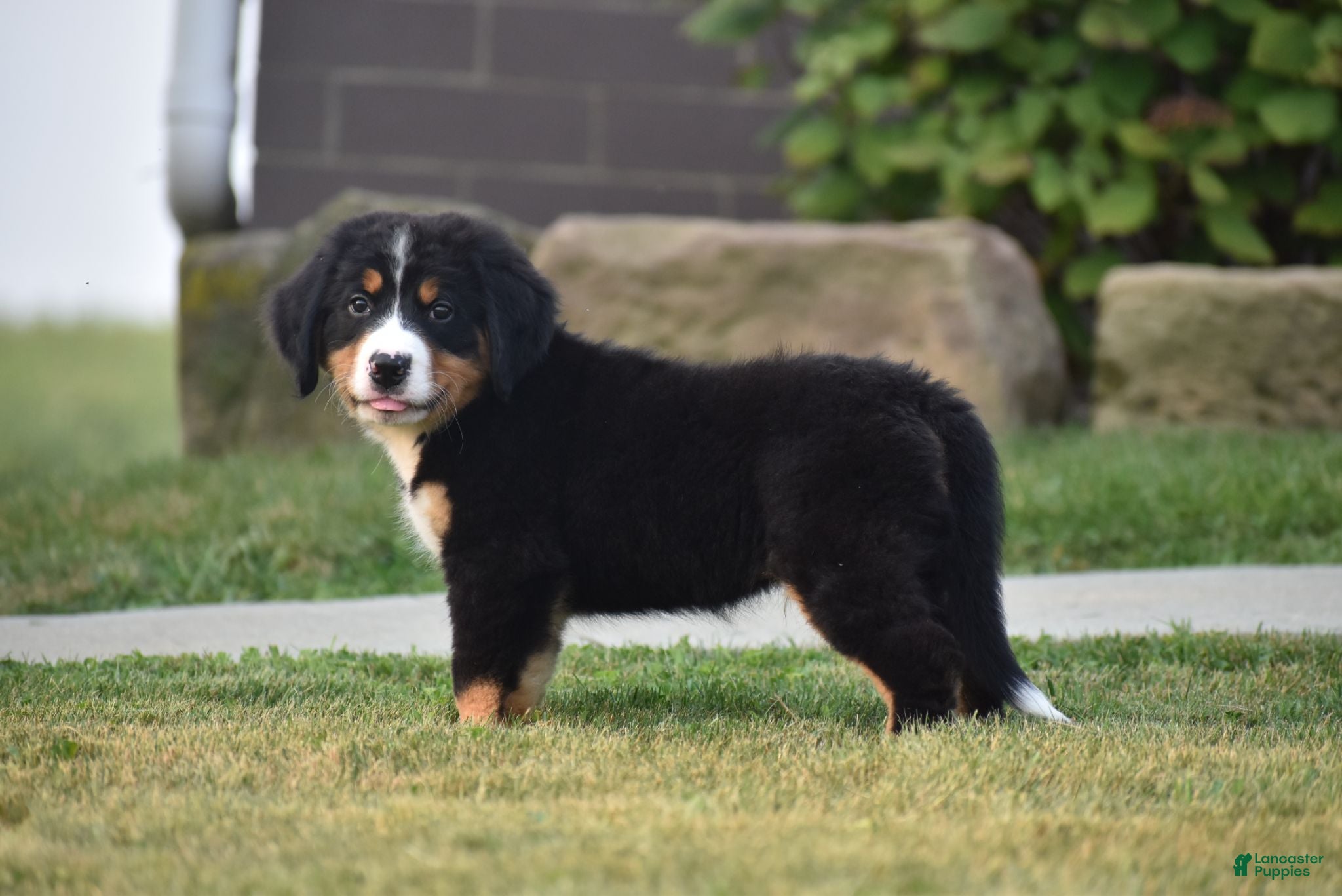 Bernese Mountain Dog dogs Maverick - Ad 2