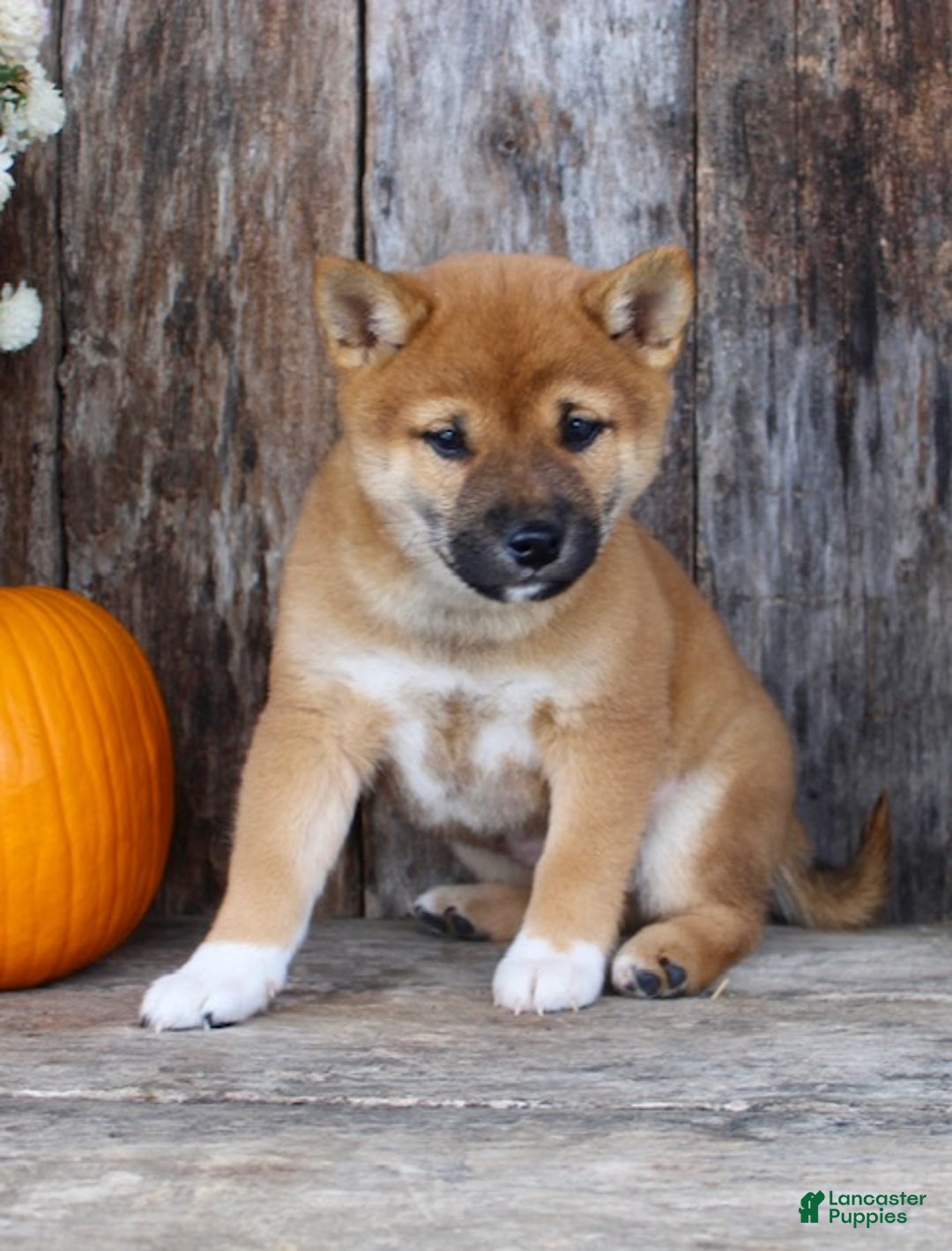 Shiba Inu dogs for sale: Ace - Ad 3