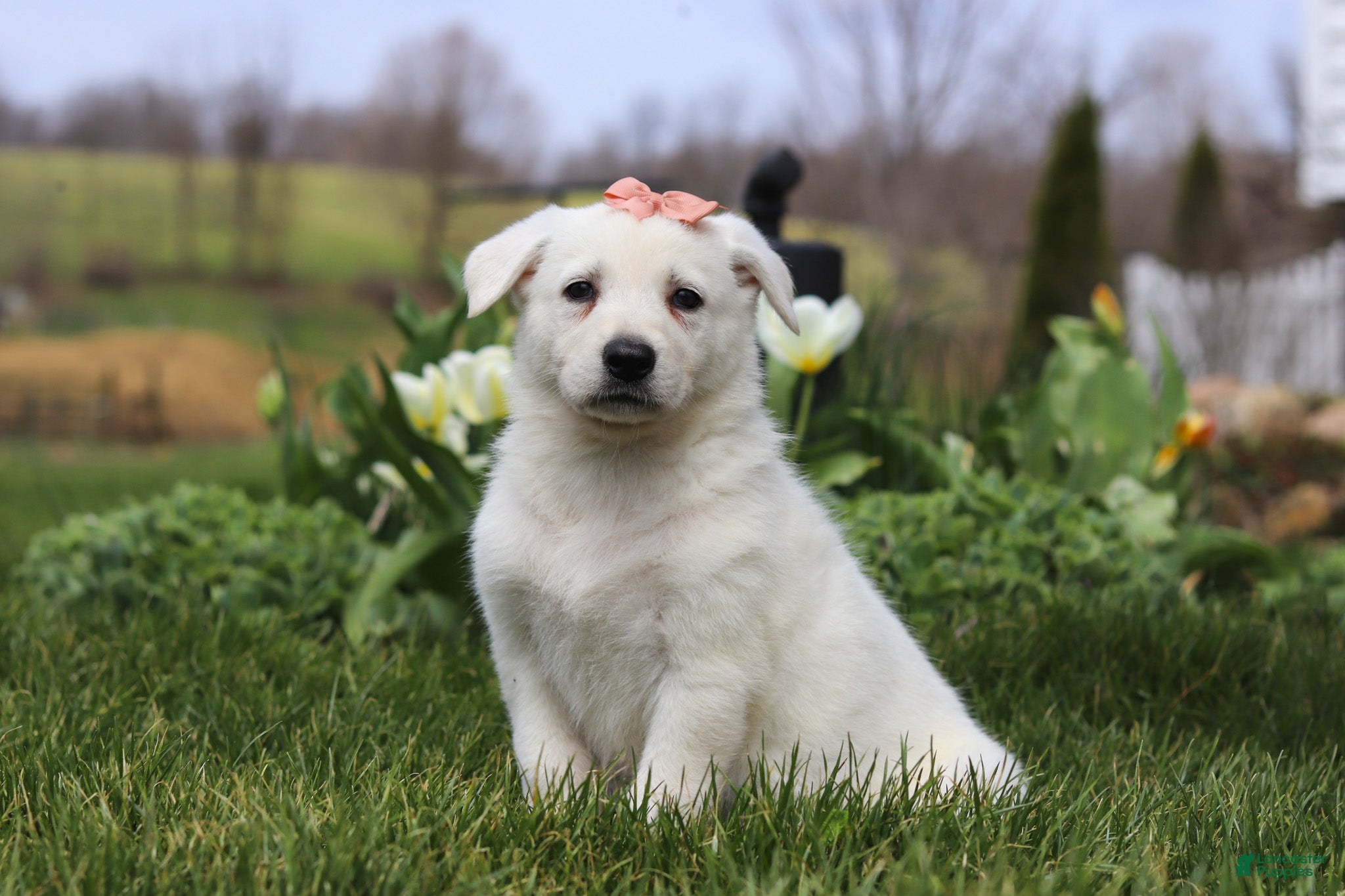 German Shepherd dogs Zoey - Ad 2