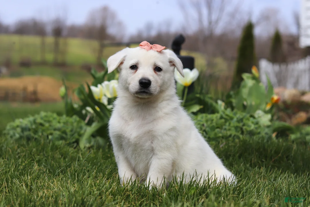 German Shepherd dogs for sale: Zoey - Ad 2