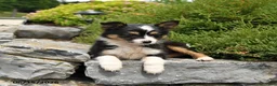 Miniature Australian Shepherd dogs for sale: Lilac - Ad 3