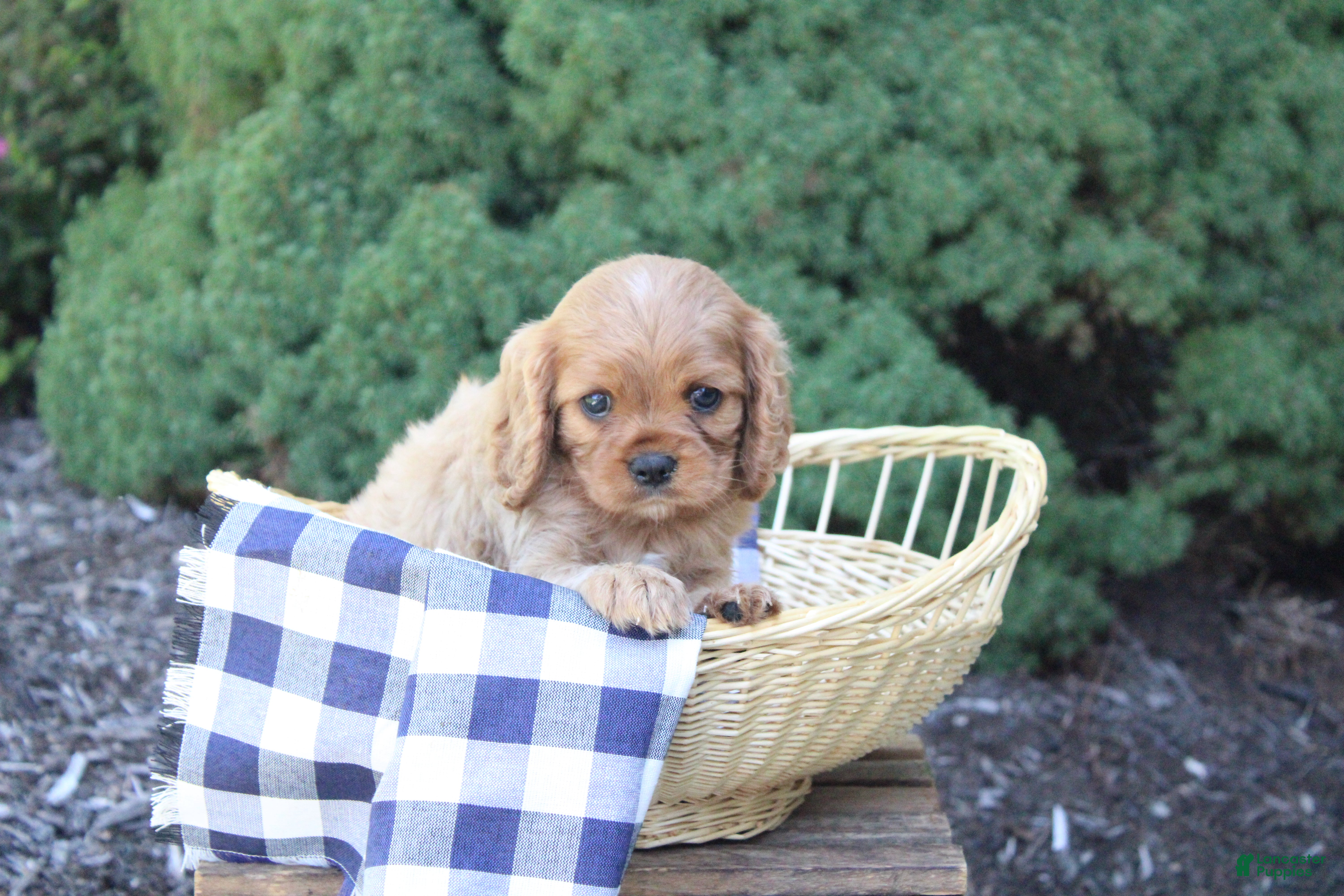 Cavalier King Charles Spaniel dogs Blossom - Ad 2