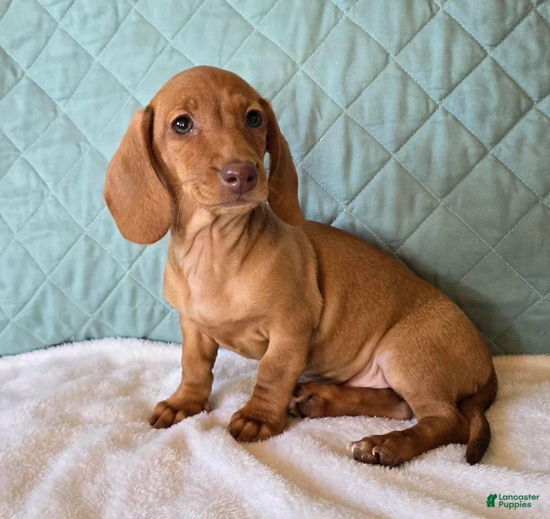 Miniature Dachshund dogs for sale: Faline - Ad 7