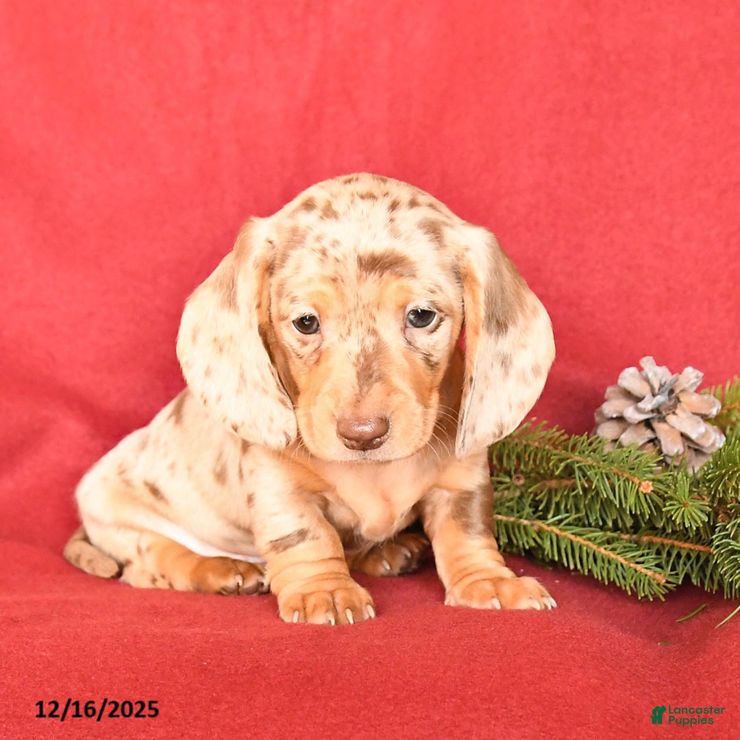 Dachshund dogs for sale: Rockey - Ad 2
