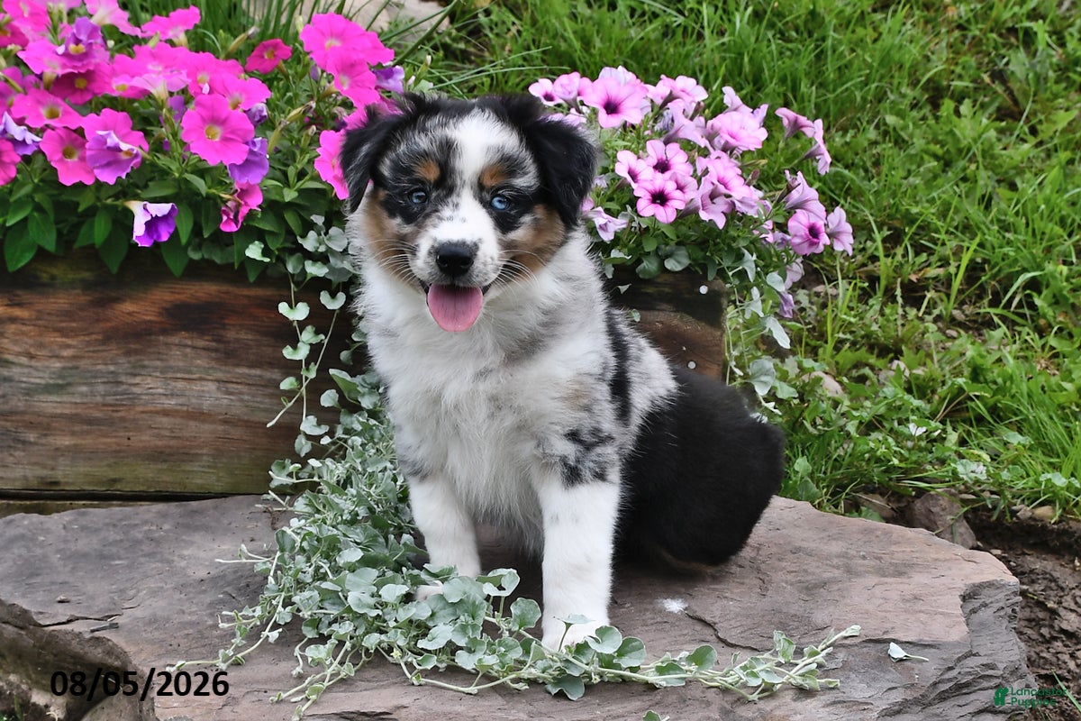 Australian Shepherd dogs Kate - Ad 2