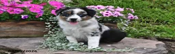 Australian Shepherd dogs for sale: Kate - Ad 2