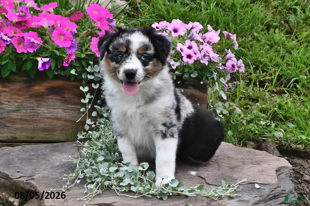 Australian Shepherd dogs for sale: Kate - Ad 2