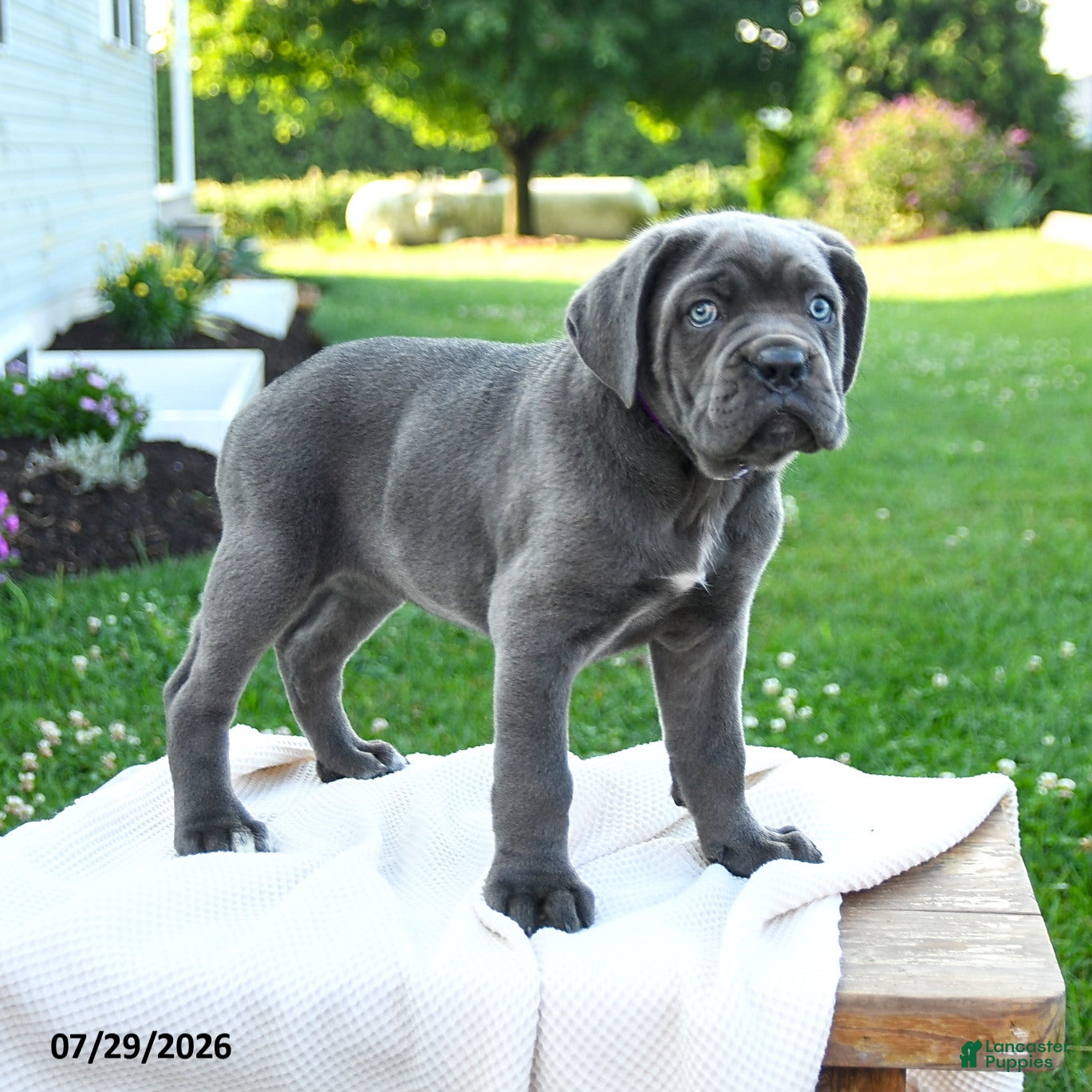 Cane Corso dogs for sale: Nala  - Ad 4