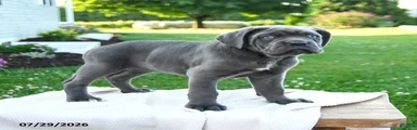 Nala 
