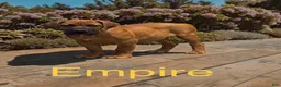 South African Boerboels dogs for sale: Empire  - Ad 1