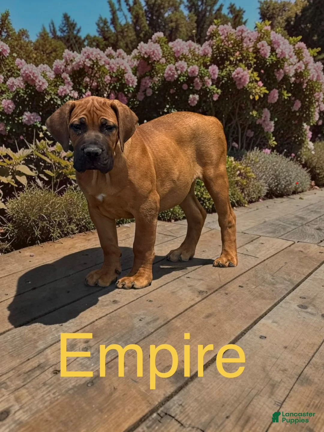 South African Boerboels dogs for sale: Empire  - Ad 1
