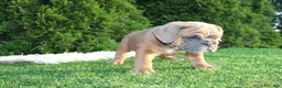 English Bulldog dogs for sale: Debbi - Ad 2