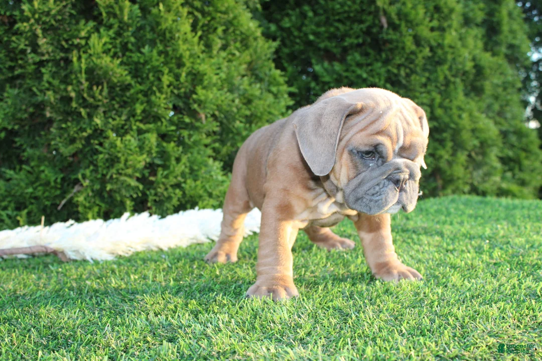English Bulldog dogs for sale: Debbi - Ad 2
