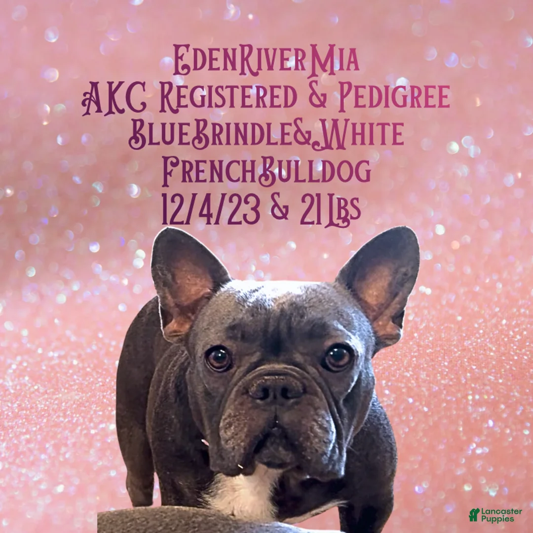 French Bulldog dogs for sale: Prestyn “ Orange” Collar, Male - Ad 2