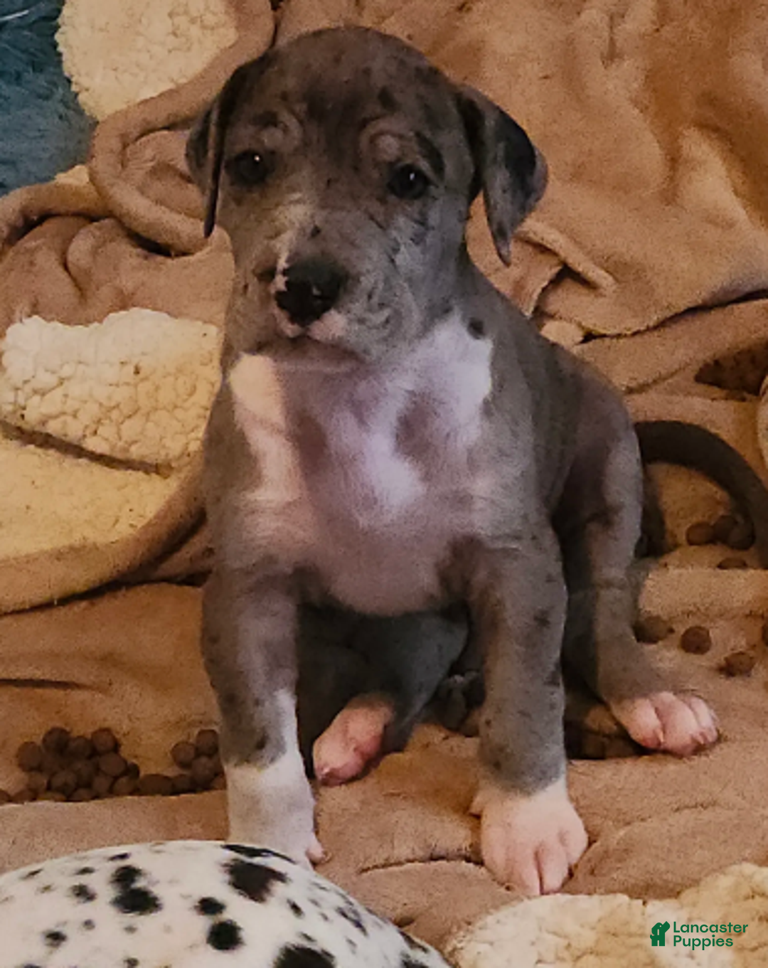Great Dane dogs for sale: CH EUROPEAN MERLE FEMALE - Ad 3