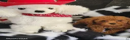 Toy Poodle dogs for sale: Pumpkin - Ad 1