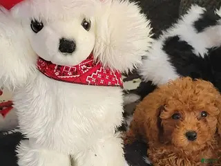 Toy Poodle dogs Pumpkin - Ad 3