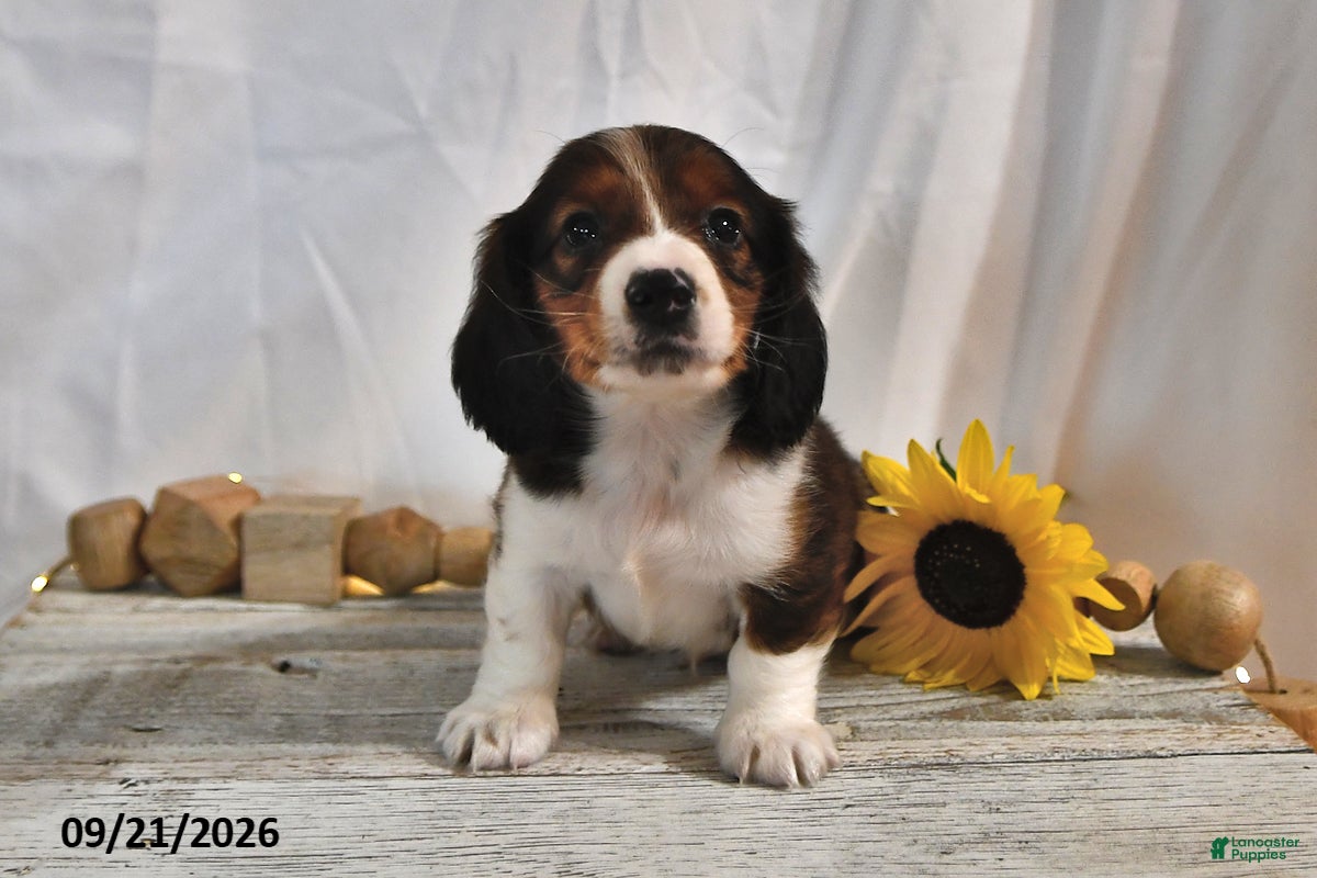 Miniature Dachshund dogs Macchiato - Ad 2