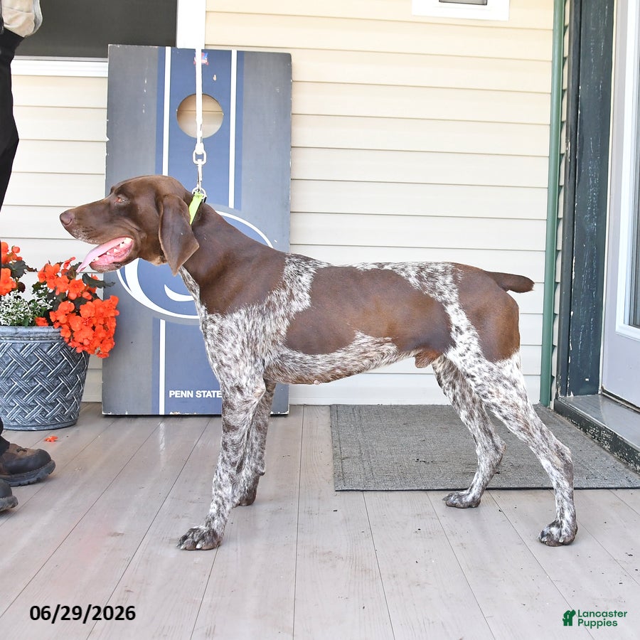 German Shorthaired Pointer dogs Rocket - Ad 2