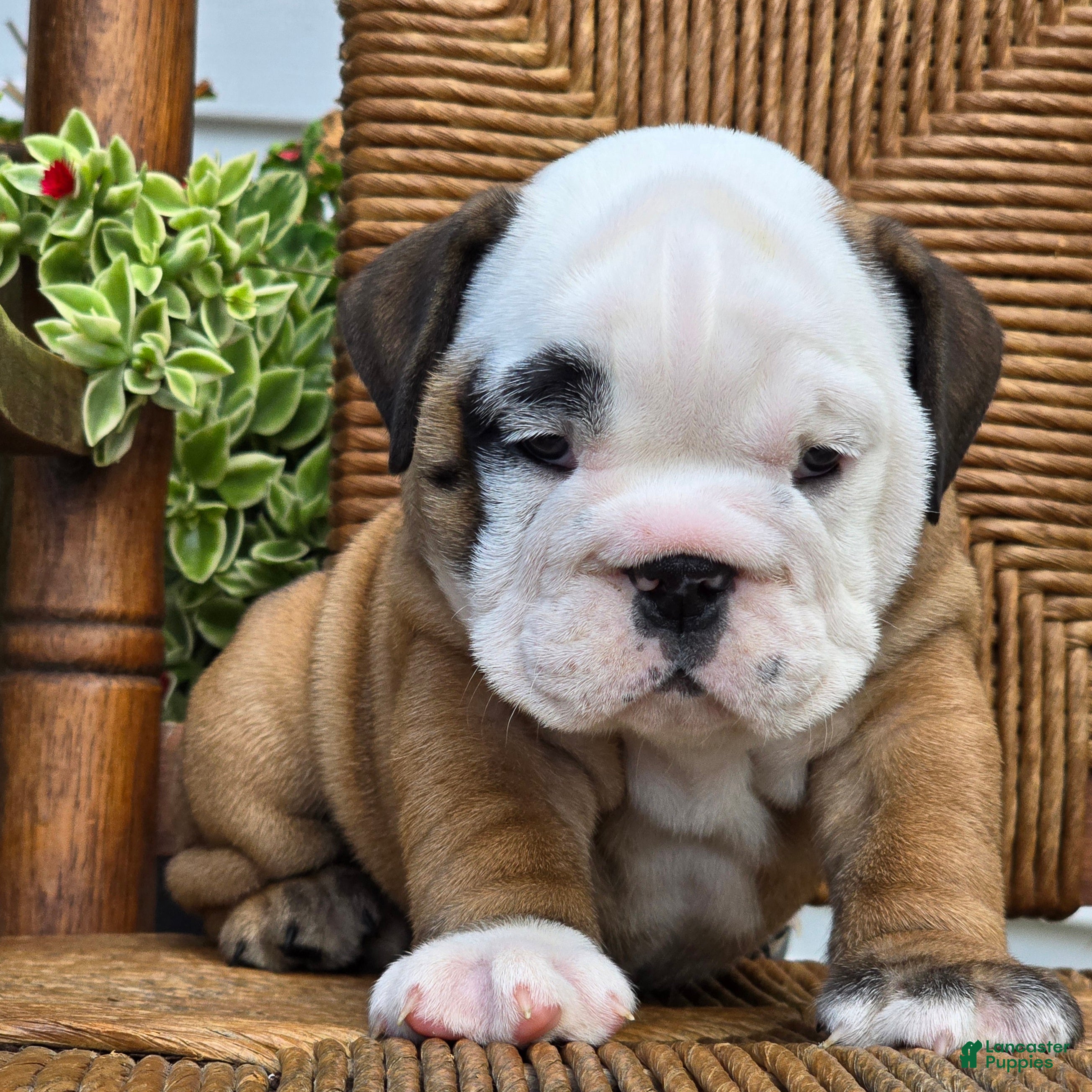 English Bulldog dogs Bagel - Ad 2