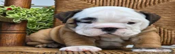 English Bulldog dogs for sale: Bagel - Ad 2