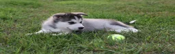 Alaskan Malamute dogs for sale: Glacier - Ad 4