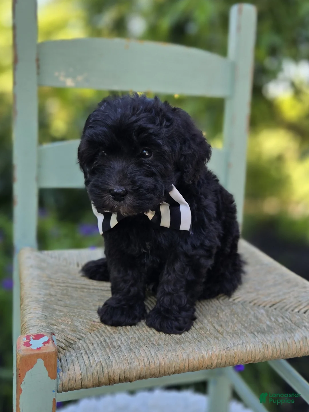 Mini Sheepadoodle dogs for sale: Theo - Ad 2