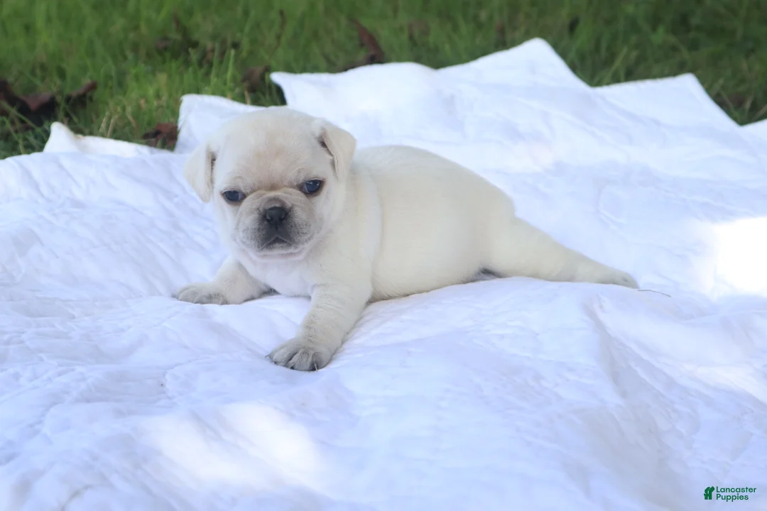 Pug dogs for sale: Chai -female- - Ad 2